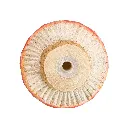 CabinetKnob_FlyAgaric_WG4761.webp