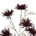 SpinChrysant_63cm_burgundy-40320030-bu-02.webp