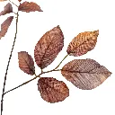 Berkenblad_77cm_bruin_12510133-br_2.webp
