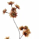 Astrantia_72cm_bruin_40510067-br_2.webp