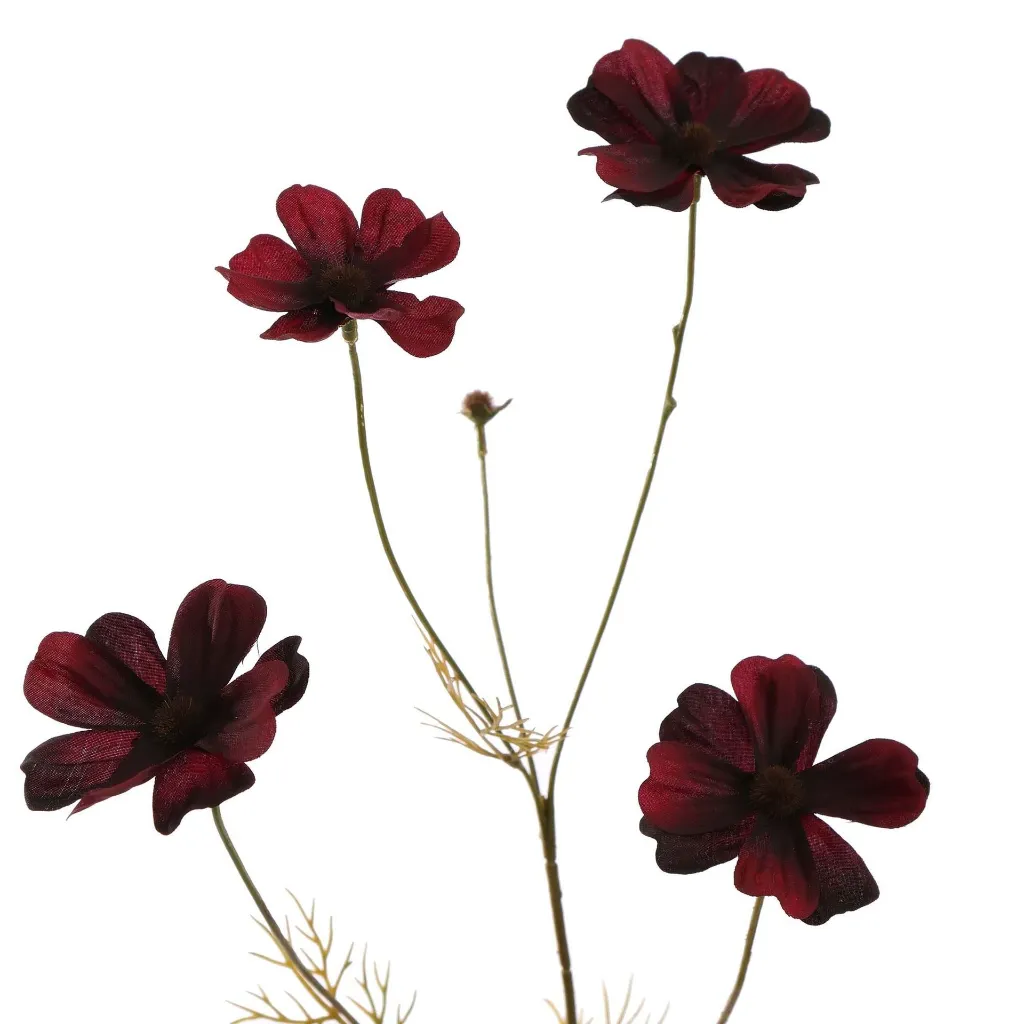 Cosmos_72cm_burgundy_40170049-bu_2.webp