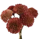 Dahlia_Bundel_28cm_Perzik_40140041-be_2.webp