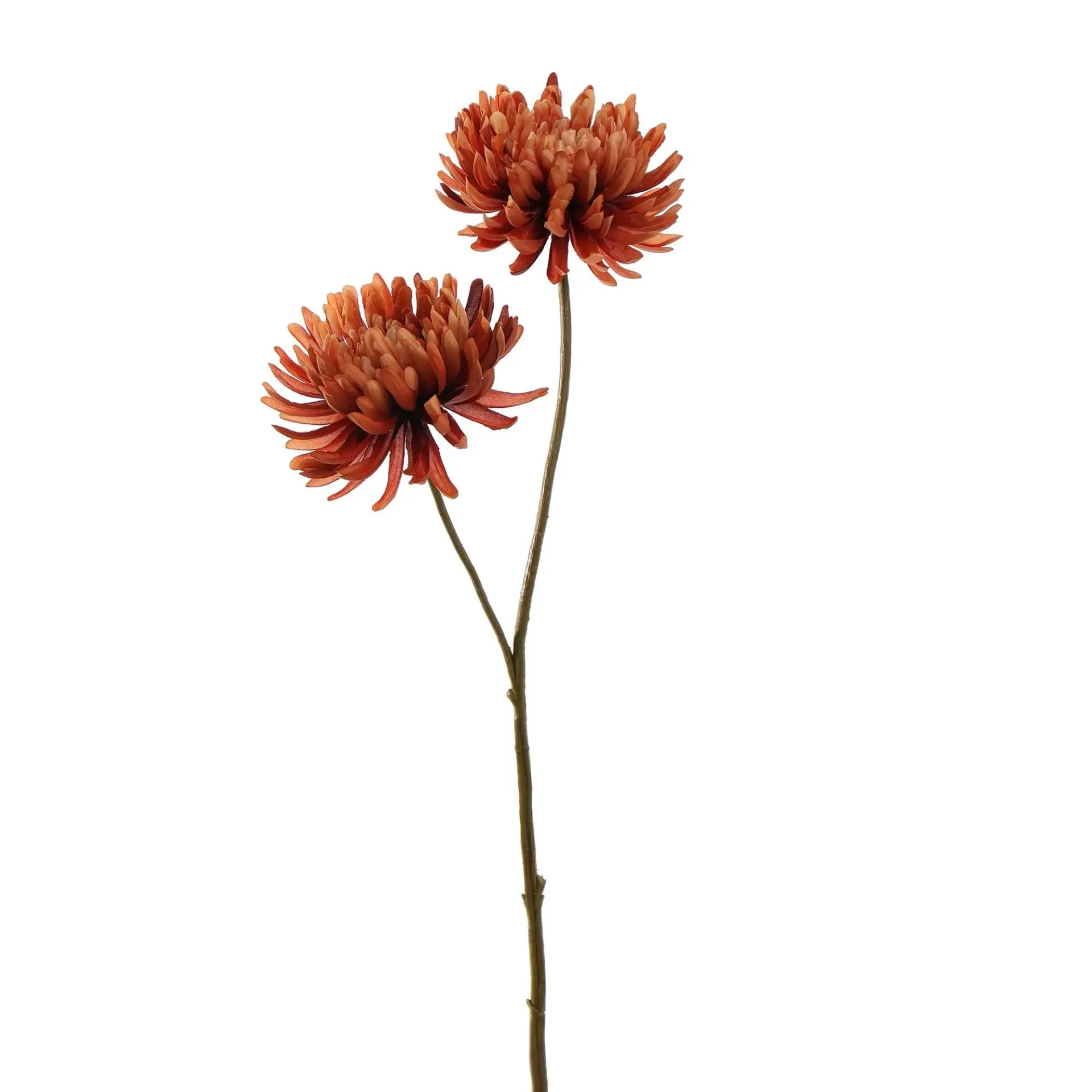 [JAS-40320029-BR] Chrysant Bruin