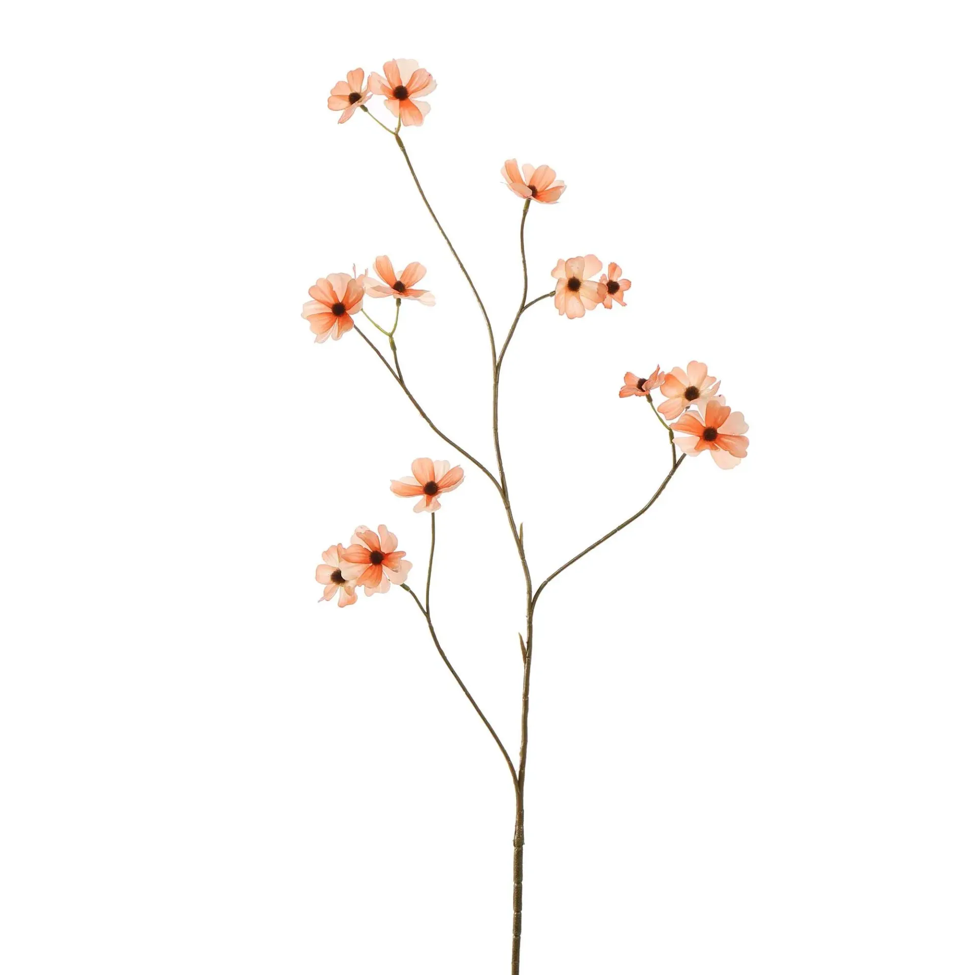 [JAS-40170046-PE] Cosmos Peach