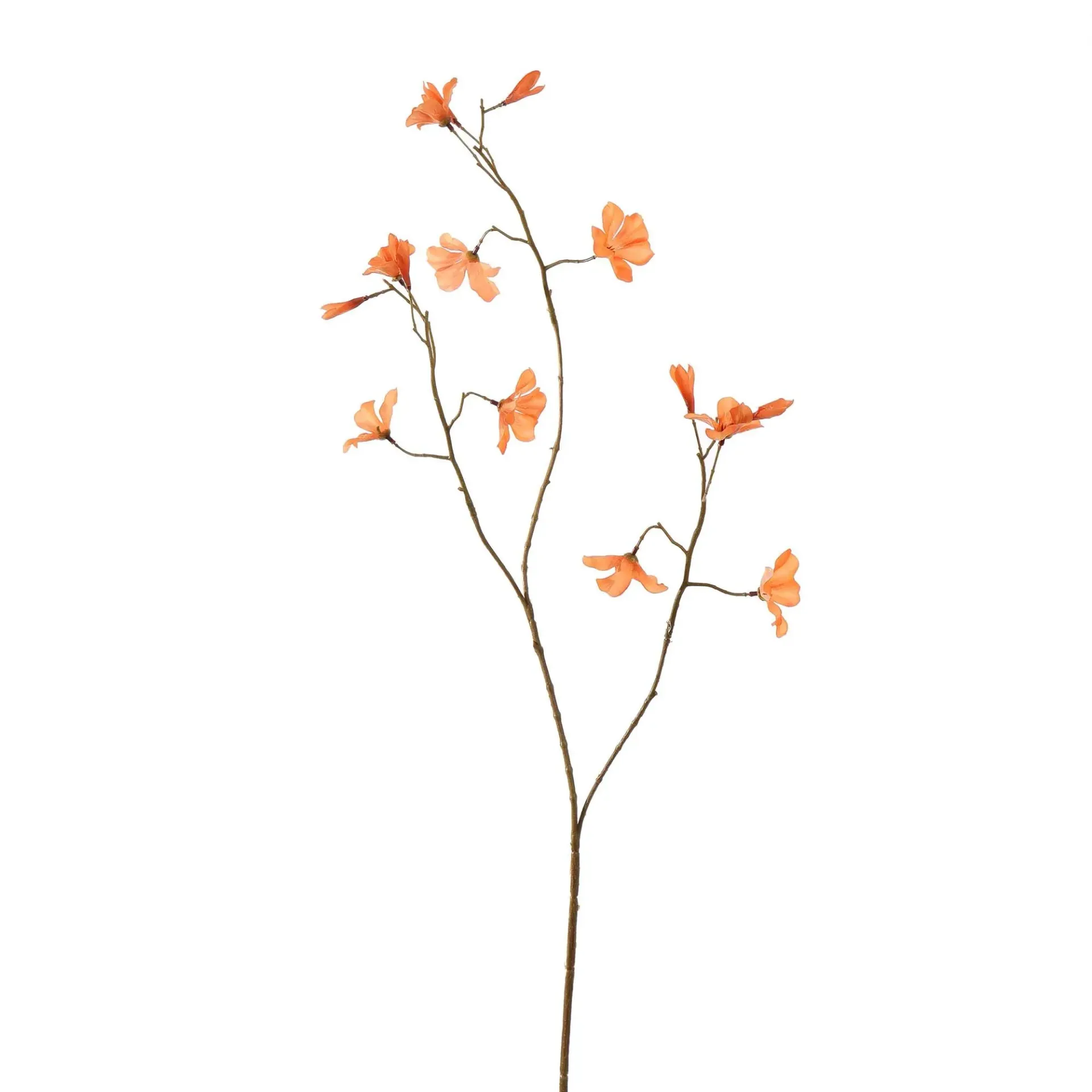 Begonia Oranje