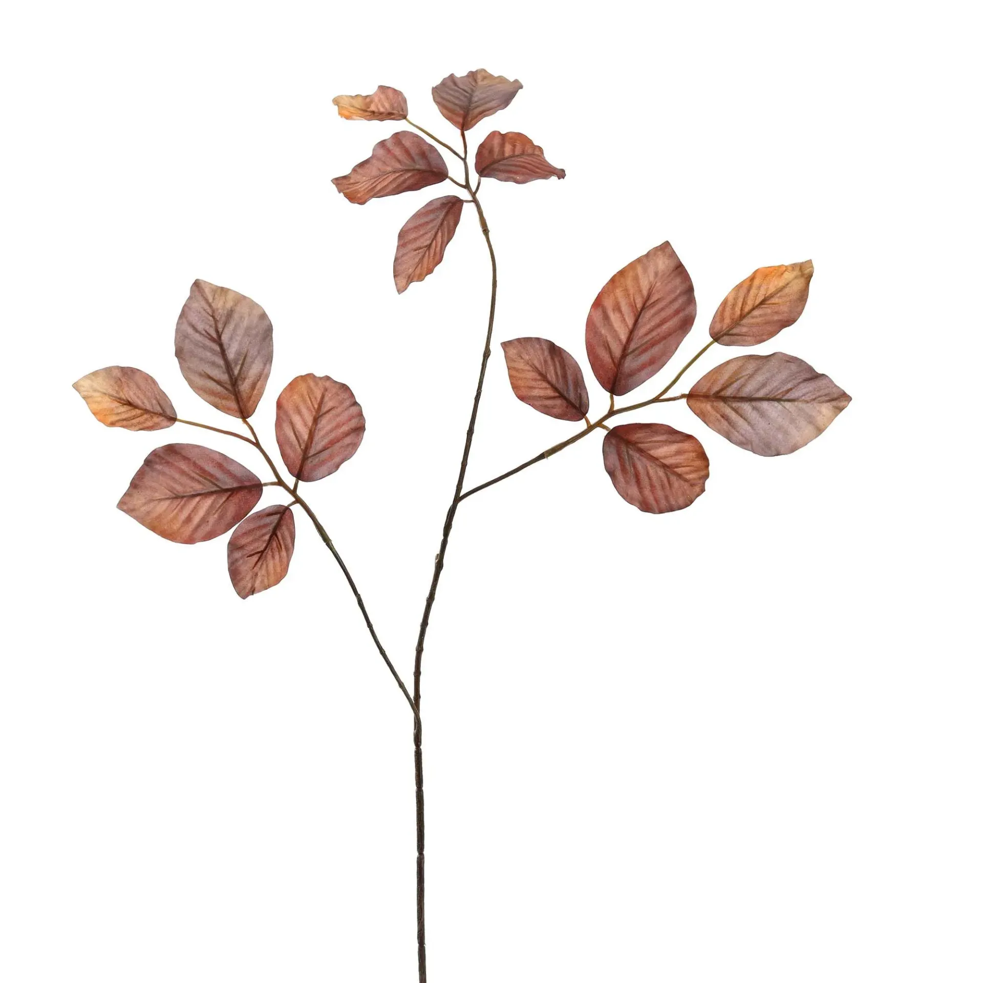 [JAS-12510133-BR] Berkenblad Bruin