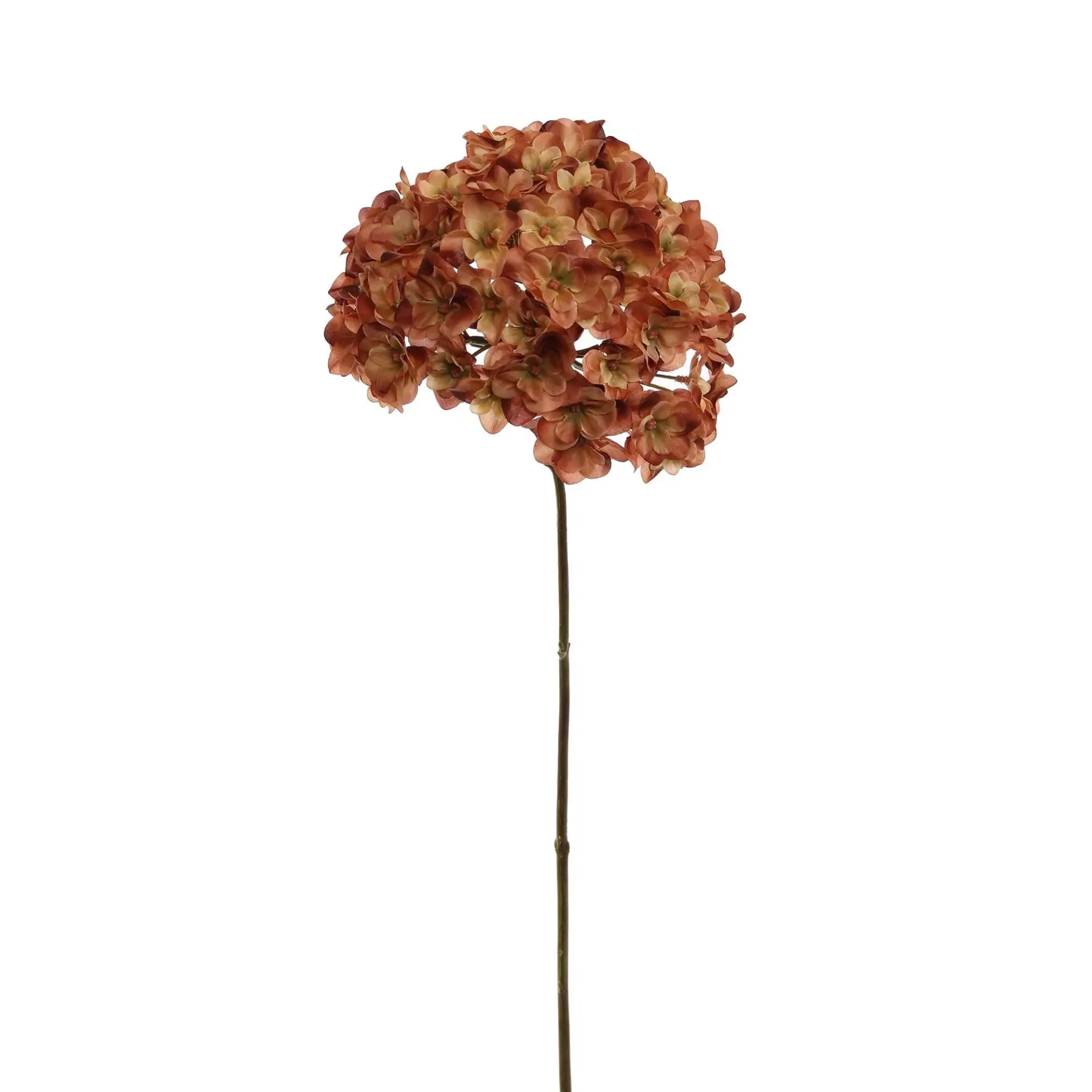 [JAS-40120039-BR] Hortensia Bruin