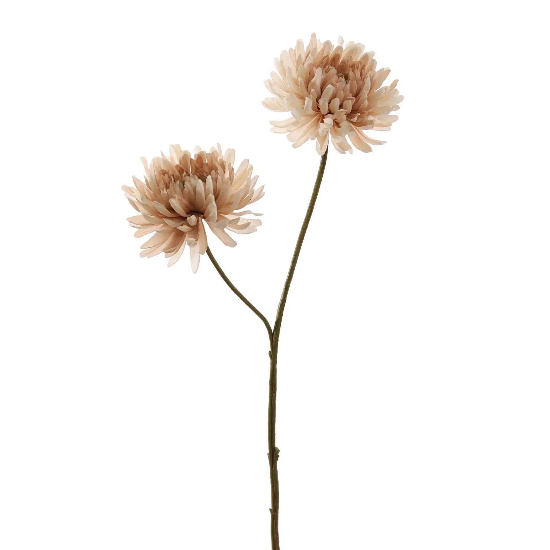 Chrysant Beige