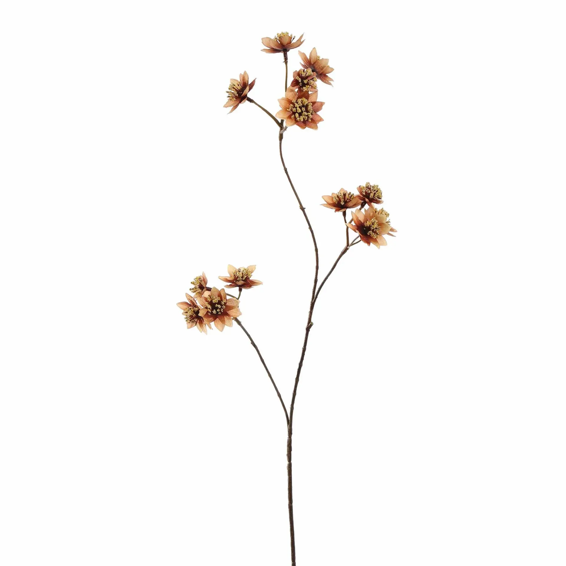 Astrantia Bruin