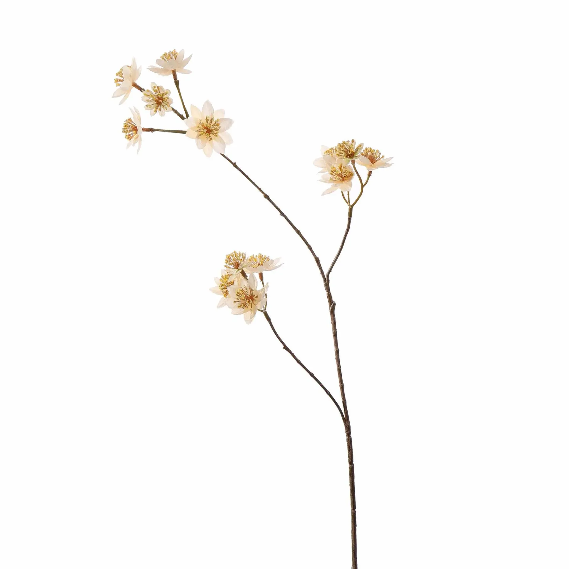 [JAS-40510067-CR] Astrantia Creme