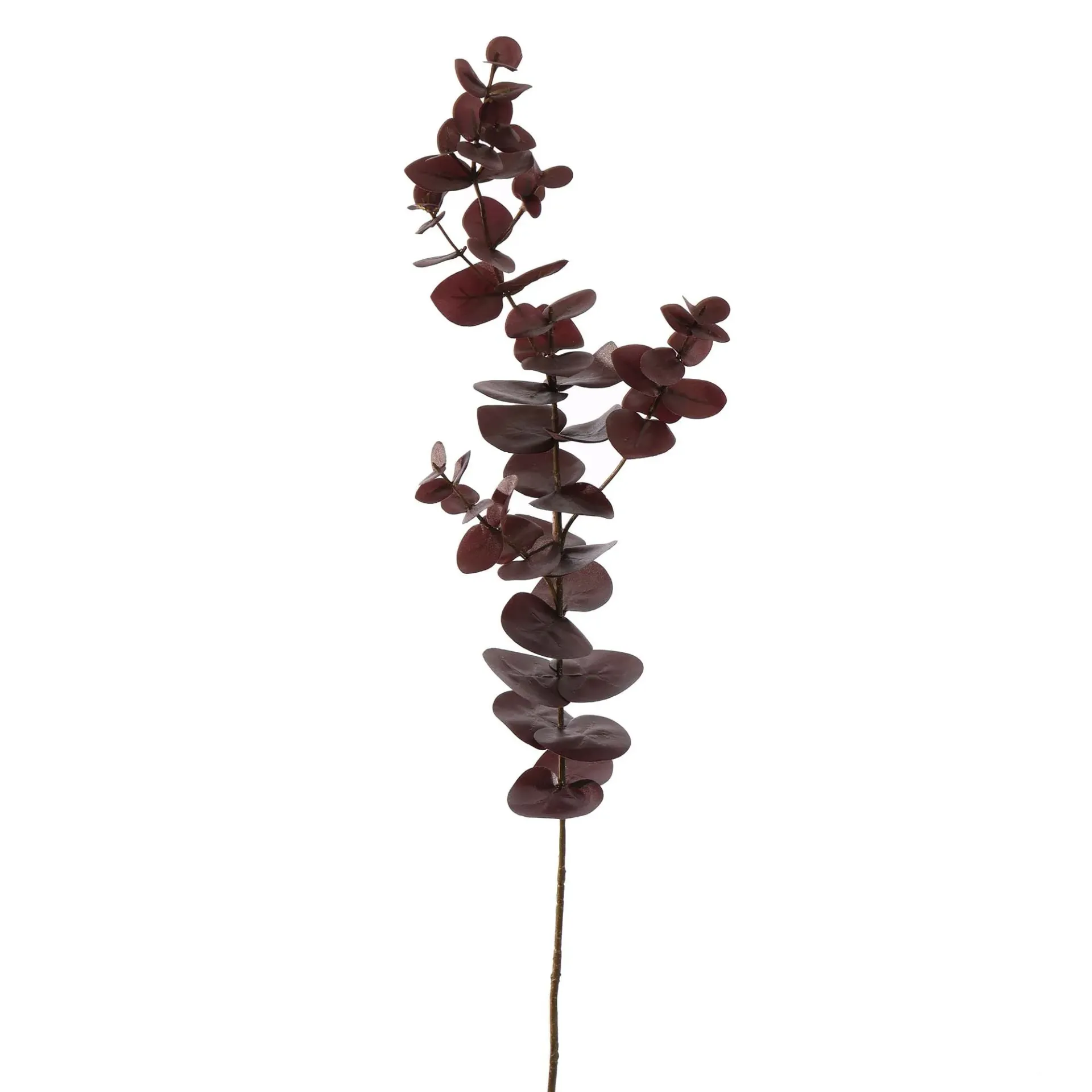 Eucalyptus Burgundy