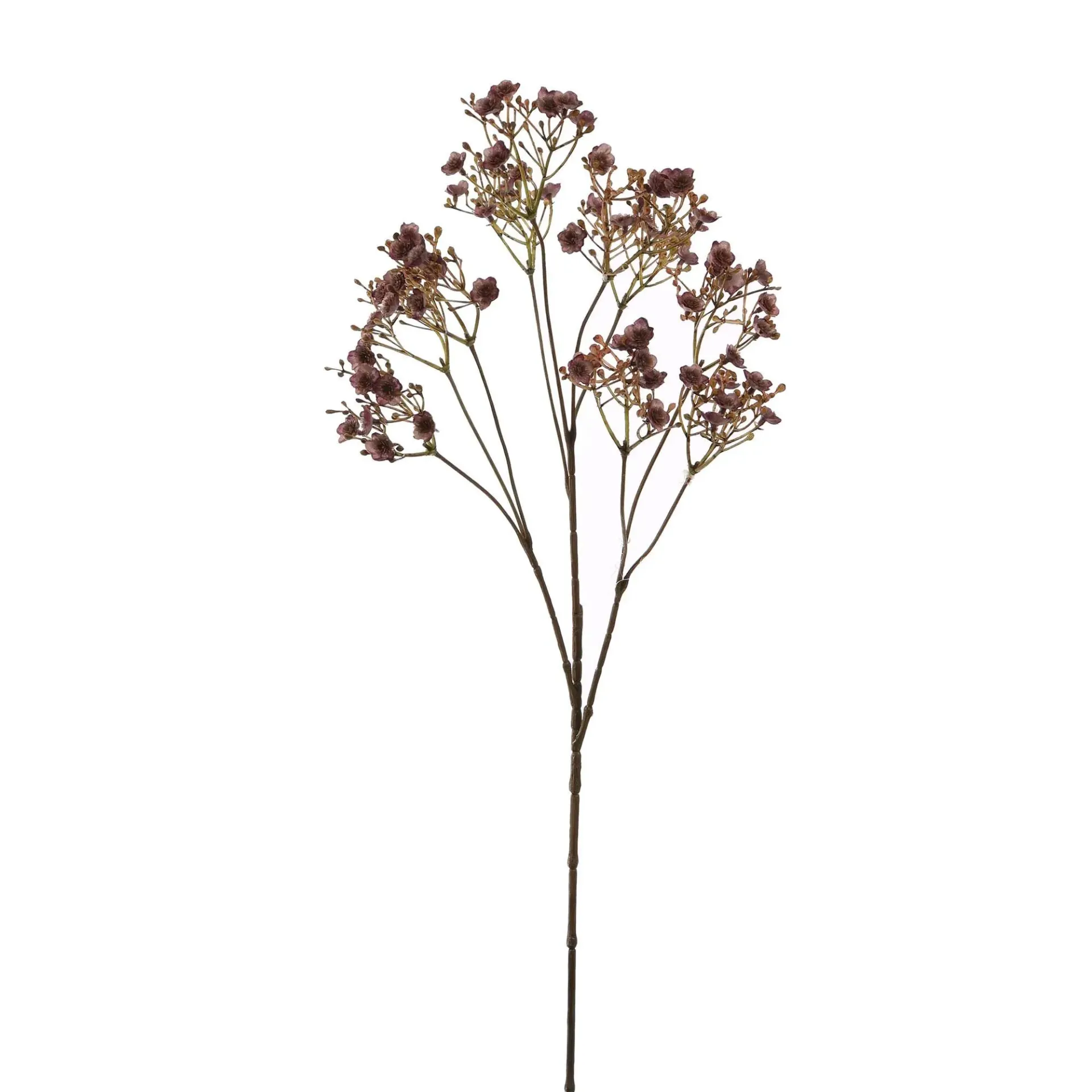 Gipskruid Mauve