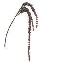 Amaranthus Burgundy