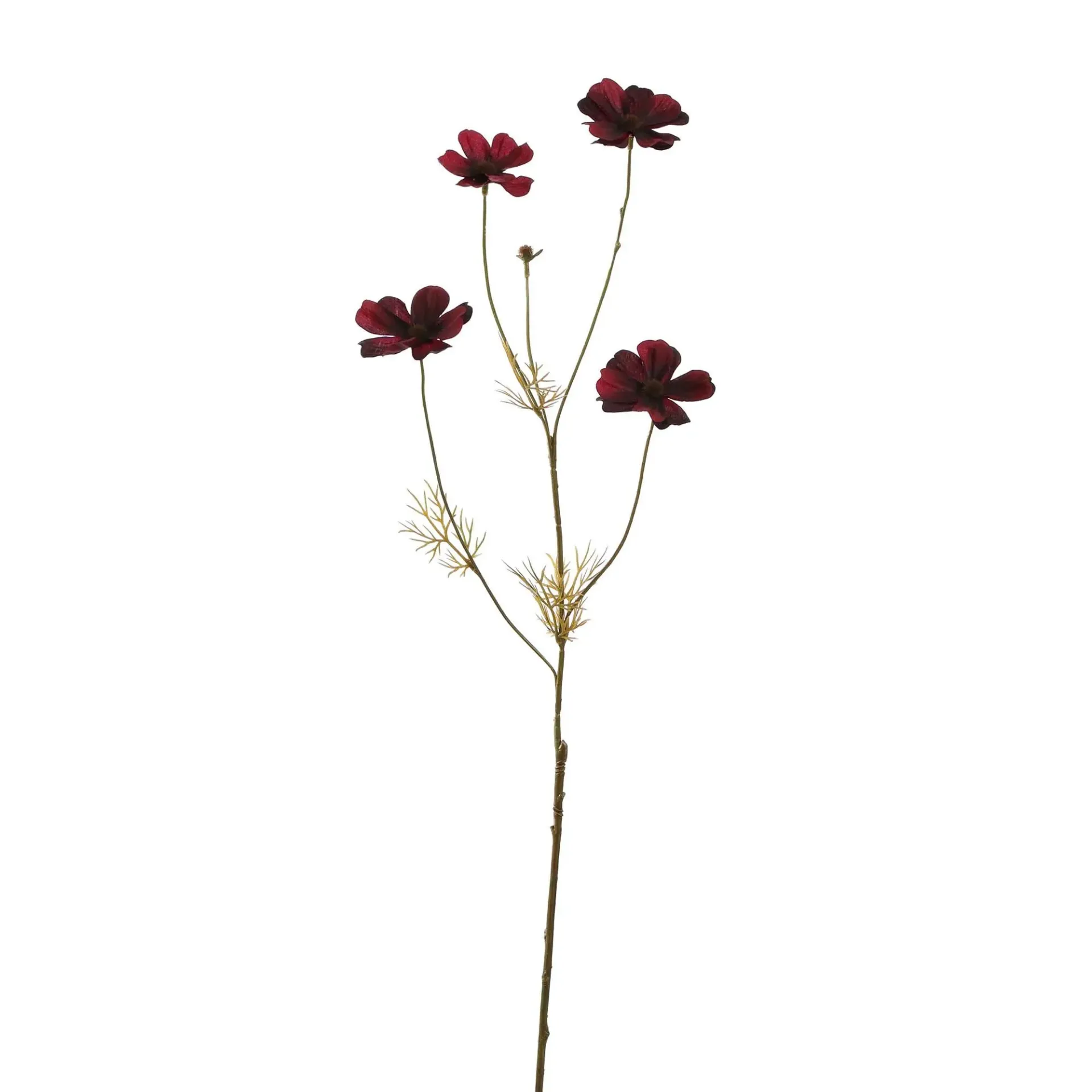 [JAS-40170049-BU] Cosmos Burgundy