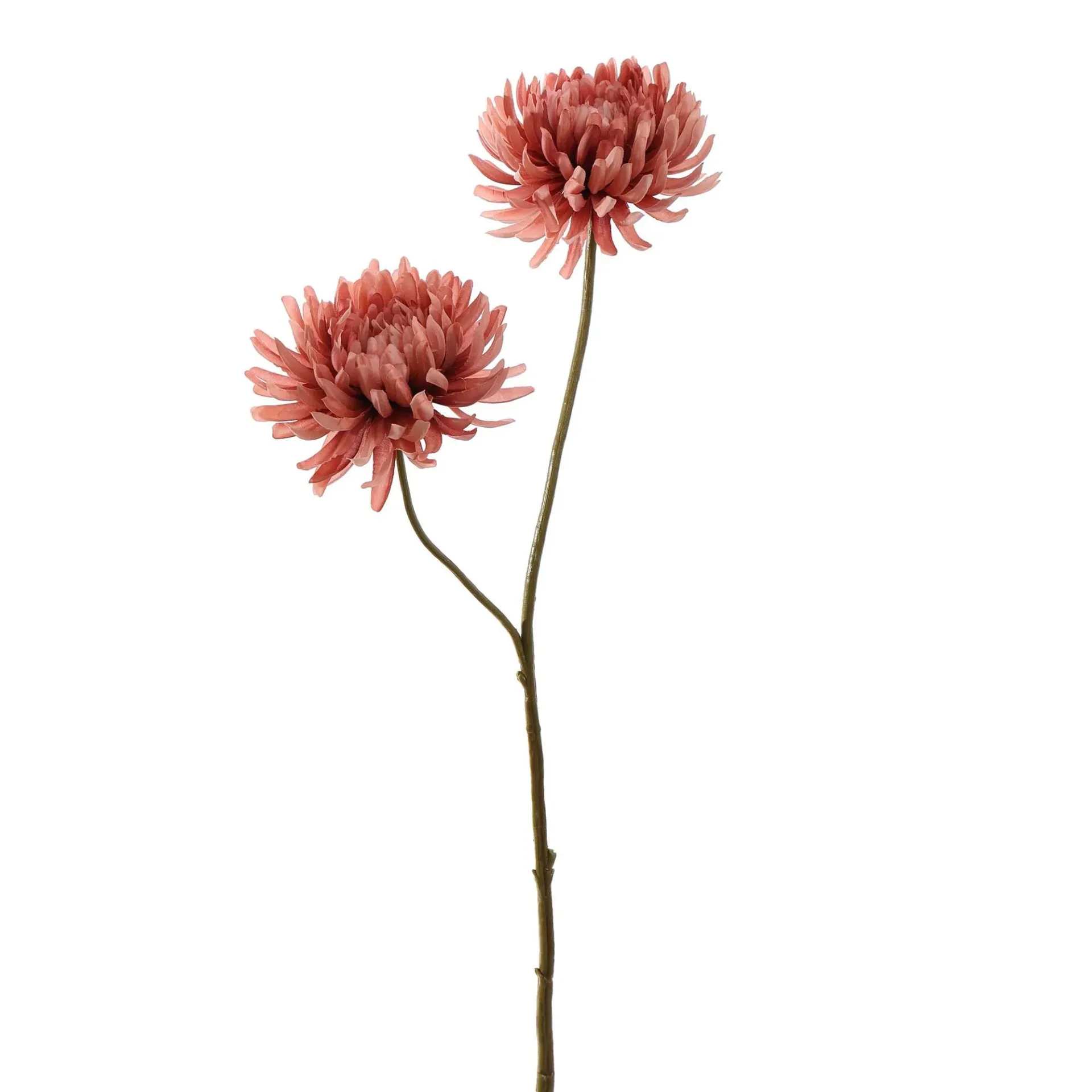 Chrysant Roze