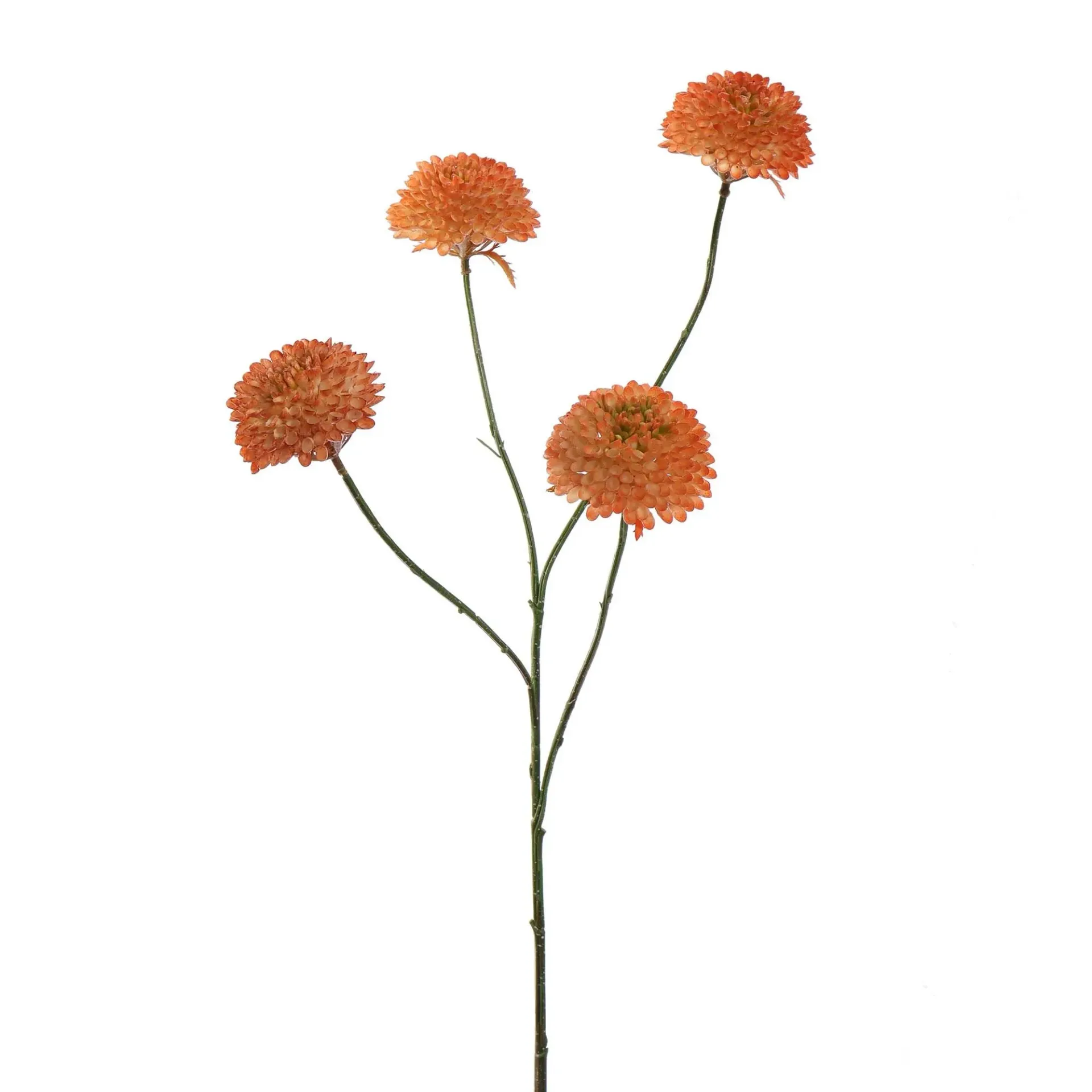 Dahlia Zalm M