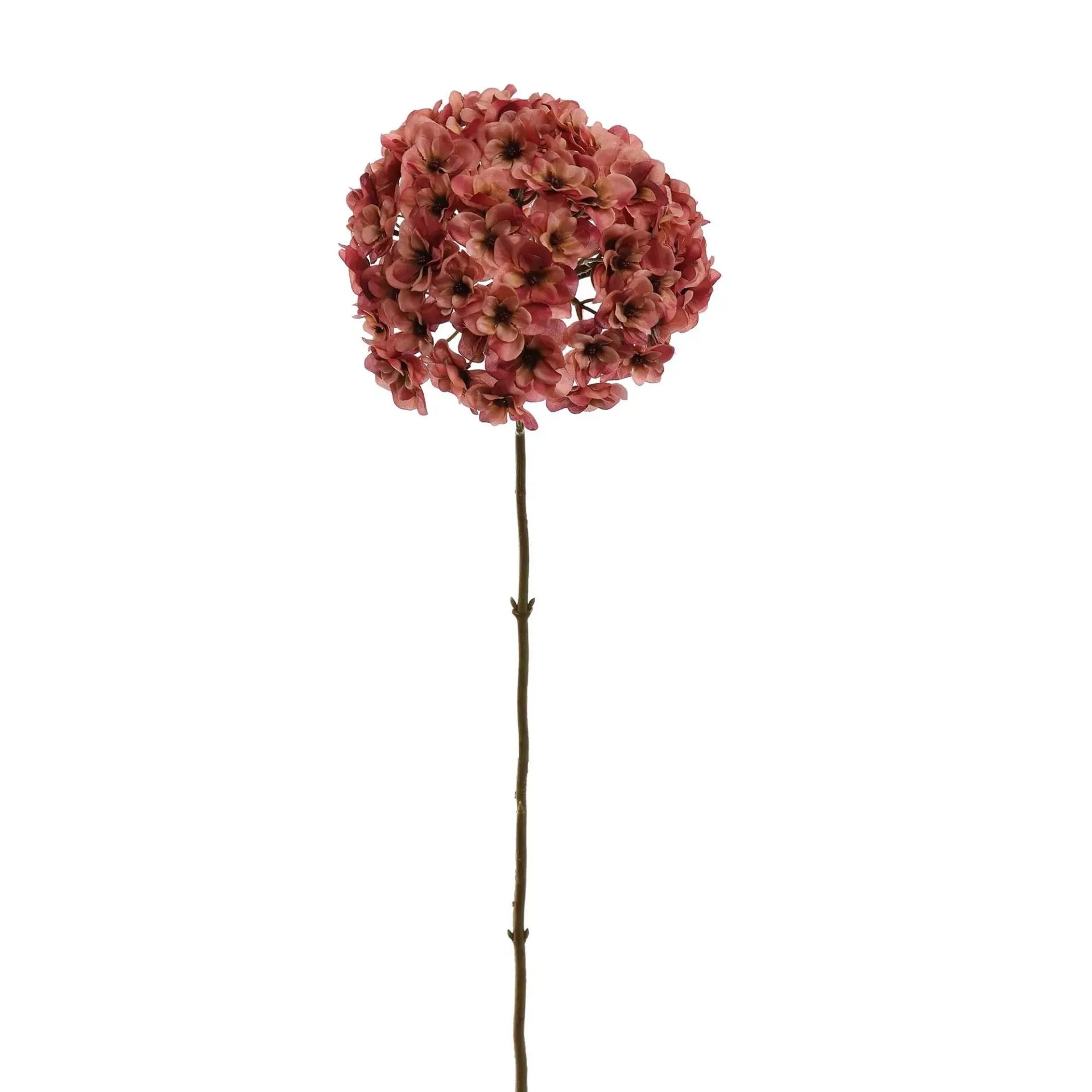 Hortensia Roze