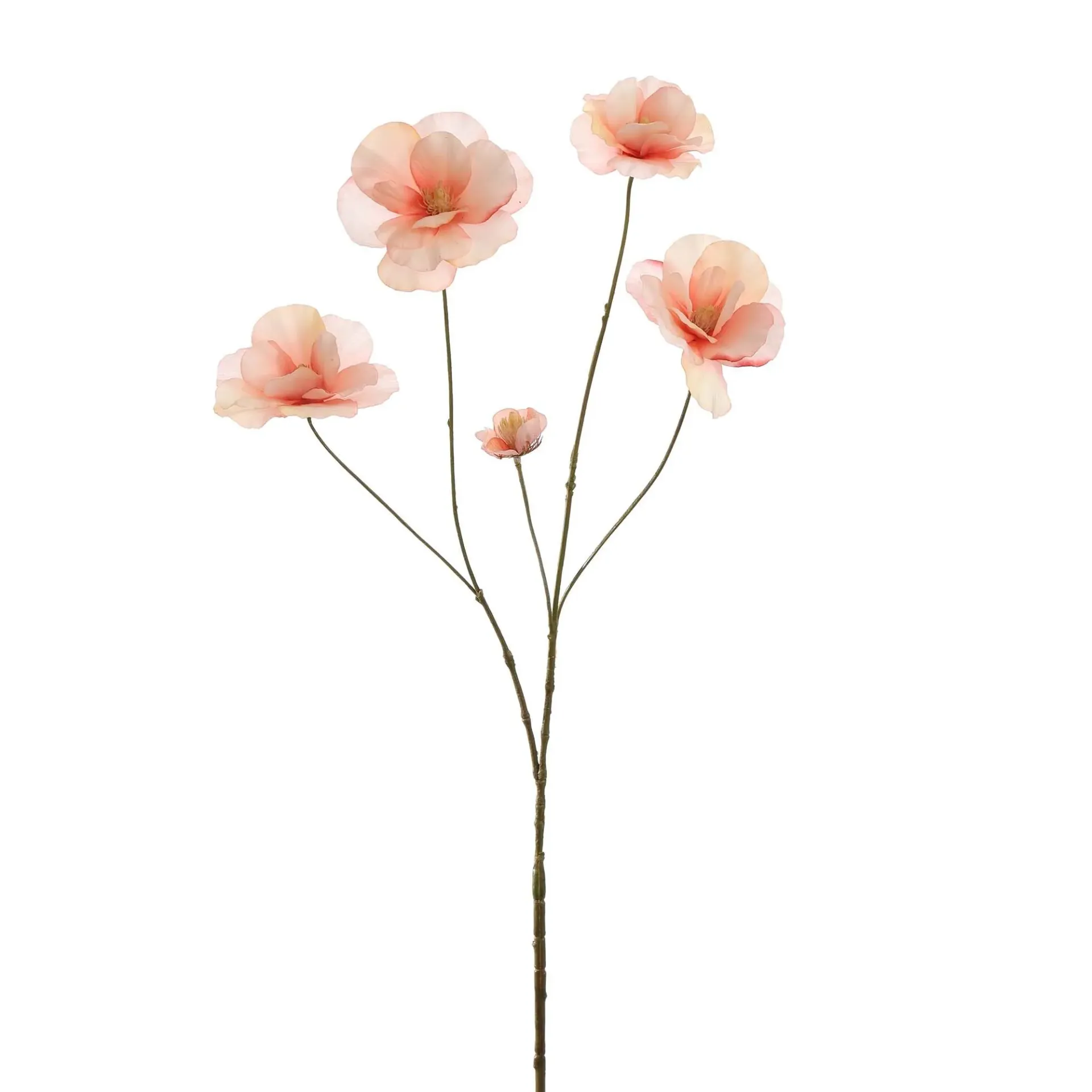 Ranonkel Peach Pink